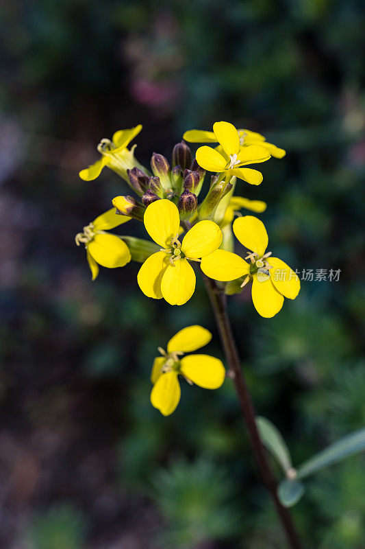 白头Erysimum capitatum变种。perenne是一种壁花，通常被称为山壁花，沙丘壁花，西部壁花，草原火箭。南主教湖位于加州内华达山脉的约翰缪尔荒野地区